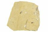 Detailed Fossil March Fly (Bibionidae) - France #254193-2